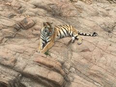 -西霞口神雕山野生动物世界