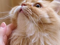 -MOCHA明星猫咖(田子坊店)