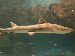 -上海海洋水族馆