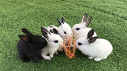 -萌宠亲子动物乐园(槐房万达店)