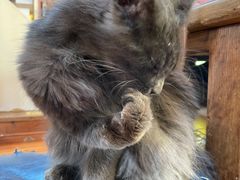 -猫小院猫主题餐厅(南锣旗舰店)