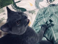 -瑞派福兴宠物医院犬猫全科·骨科·中西医结合(河东店)