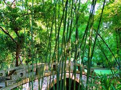 -深圳仙湖植物园