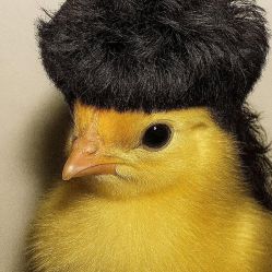 -BEAUTY HAIR GANO