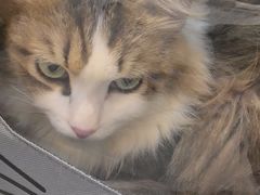 -贝康宠物医院·犬猫全科·小动物特色诊疗中心(东环路店)