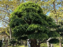 -荔枝公园(福田区)