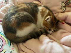 -凯特喵百思猫专科医院