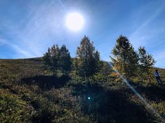 -乌兰布统景区-白桦林