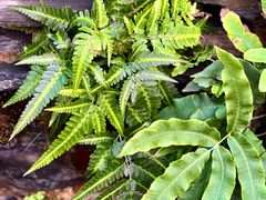 -国家植物园南园