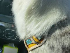 -小叮当动物医院·骨科·眼科