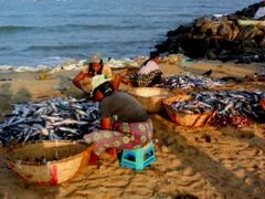 -尼甘布海鲜市场