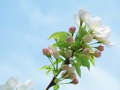-海棠花溪(元大都城垣遗址公园)