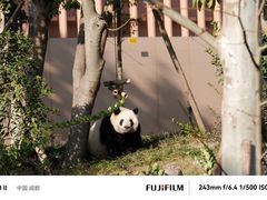 -成都大熊猫繁育研究基地