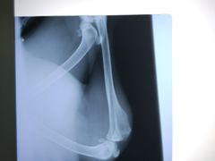 -骐奇宠物诊疗中心(南亭公路店)