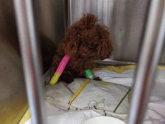 -爱诺耐芙动物医院(万博店)