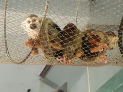 -石家庄市动物园