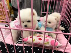 -蛮横肉蟹煲(印象城店)