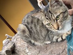 -龙华素斋(龙华路店)