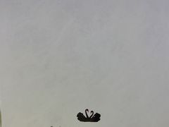 -BLACKSWAN黑天鹅(环球店)