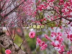 -重庆彩云湖湿地公园