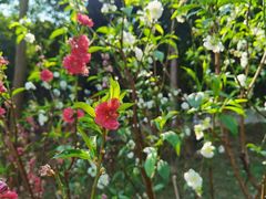 -桃花涧