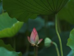 -荔湾湖公园