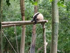 -都江堰中华大熊猫苑