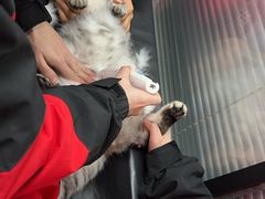 -伟伟宠物医院·CT影像中心·瑞派犬猫综合性门诊(汉口总院)
