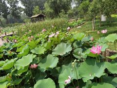 -东郊湿地公园