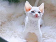 -十年猫舍·猫咪专门店(普陀店)