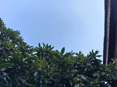 -两棵枇杷树