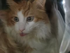 -纳吉亚猫专科动物医院·北北分院