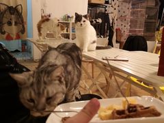 -Cappucimeow猫咪咖啡馆(韦伯时代店)
