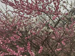 -新建村梅花