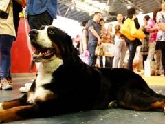 我的大爱－伯恩山-东浩兰生上海世博展览馆