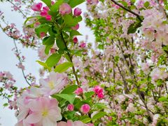 -海棠花溪(元大都城垣遗址公园)