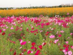 -兰陵国家农业公园