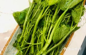 Golden Threads Pumpkin Shoots