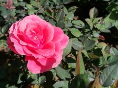 -人民公园(罗湖区)