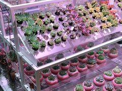 -KKV(东莞海德汇一城店)