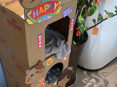 -御宝贝·A梦猫科宠物医院(国际猫友好医院)