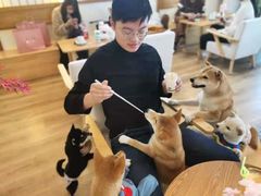 -柴犬小屋·柴餐厅·狗咖食堂(金鼎广场店)