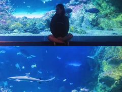 -悉尼海洋生物水族馆