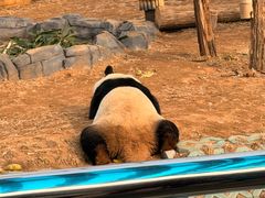 -秦皇岛野生动物园
