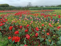 -苏州太湖西山岛开心农场