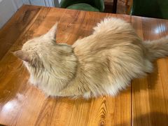 -猫小院猫主题餐厅(三里屯店)