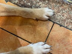 -more than meow吴止猫主题餐厅(承德 中船汇店)