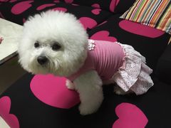 -芭比堂动物医院广州顽皮分院