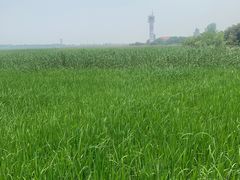 -上海吴淞炮台湾国家湿地公园