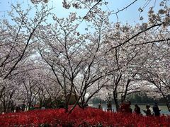 -高东镇樱花园